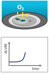 24 o biofilmu 1