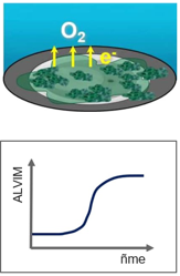 4 o biofilmu 3