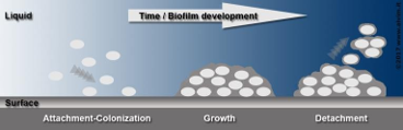 5 o biofilmu 1