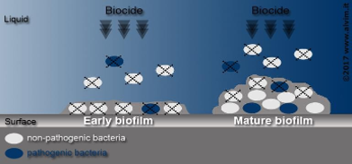 5 o biofilmu 2