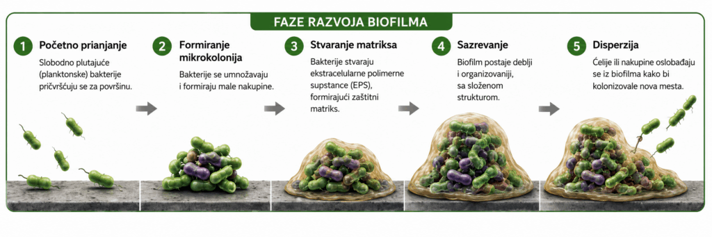 srpskibiofilm